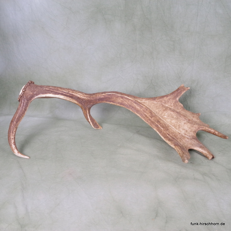 dekorative Damschaufel