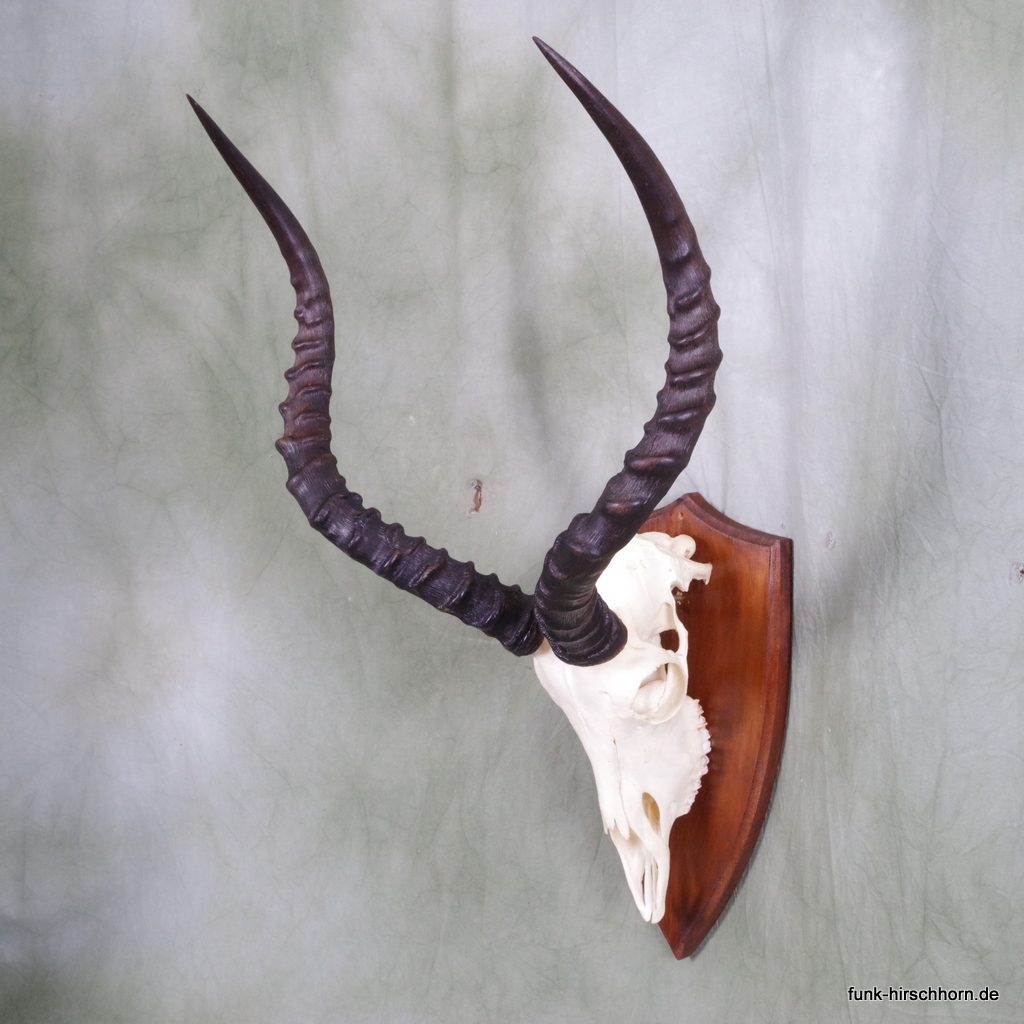Impala Antilope Trophäe