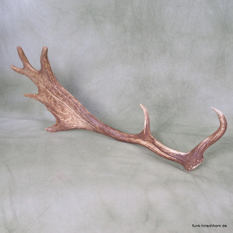 dekorative Damschaufel