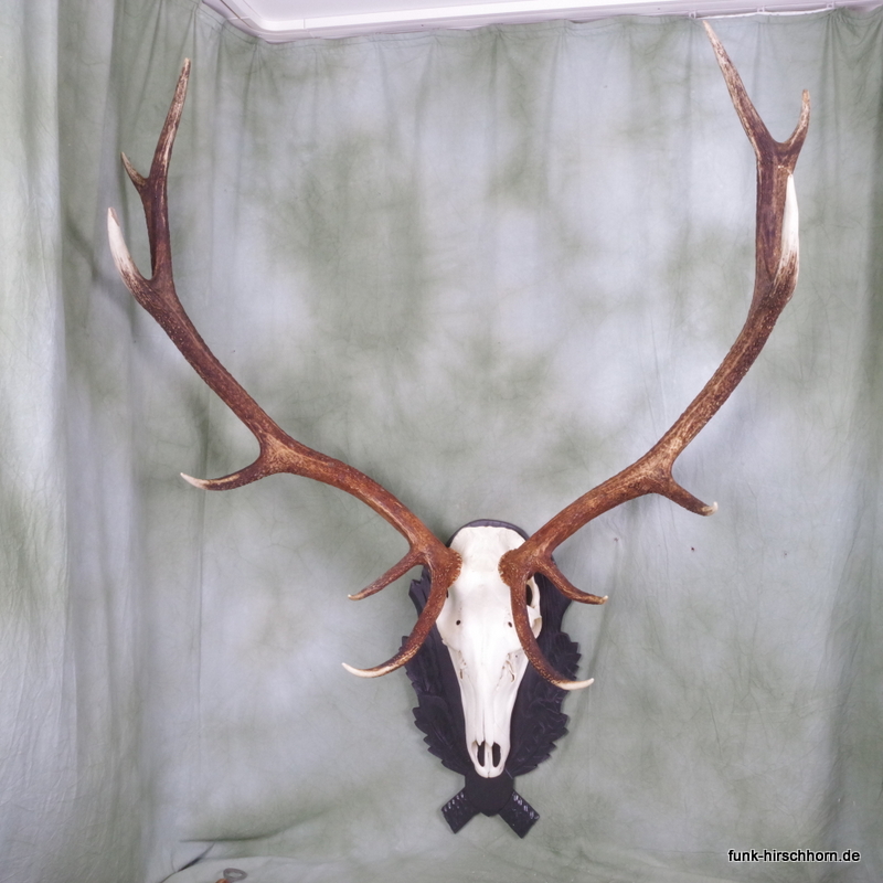 dekoratives Hirschgeweih 12-Ender