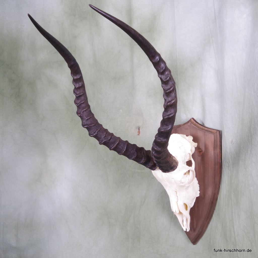 Impala Antilope Trophäe