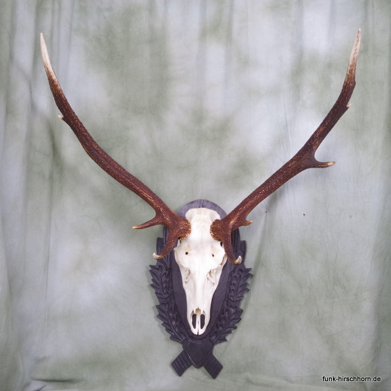 dekoratives Hirschgeweih 8-Ender Mörderhirsch