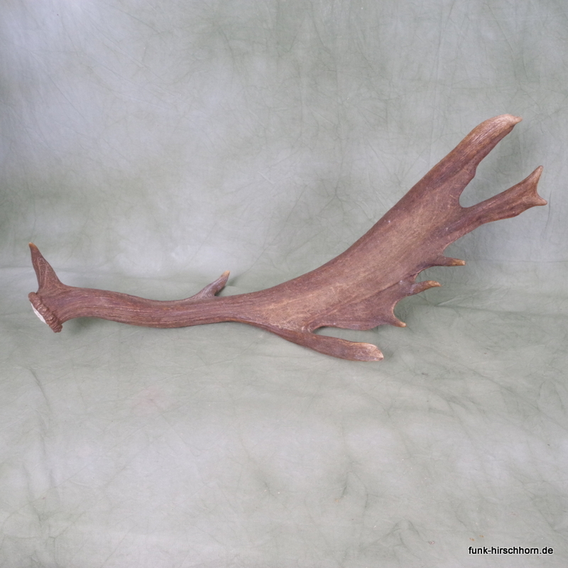 dekorative Damschaufel