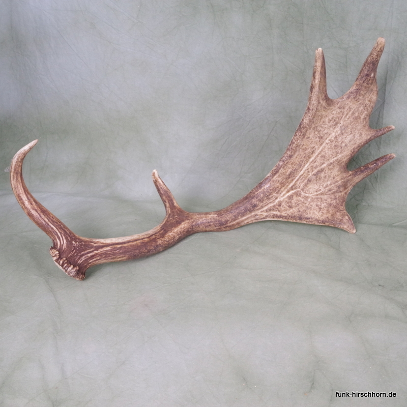 dekorative Damschaufel