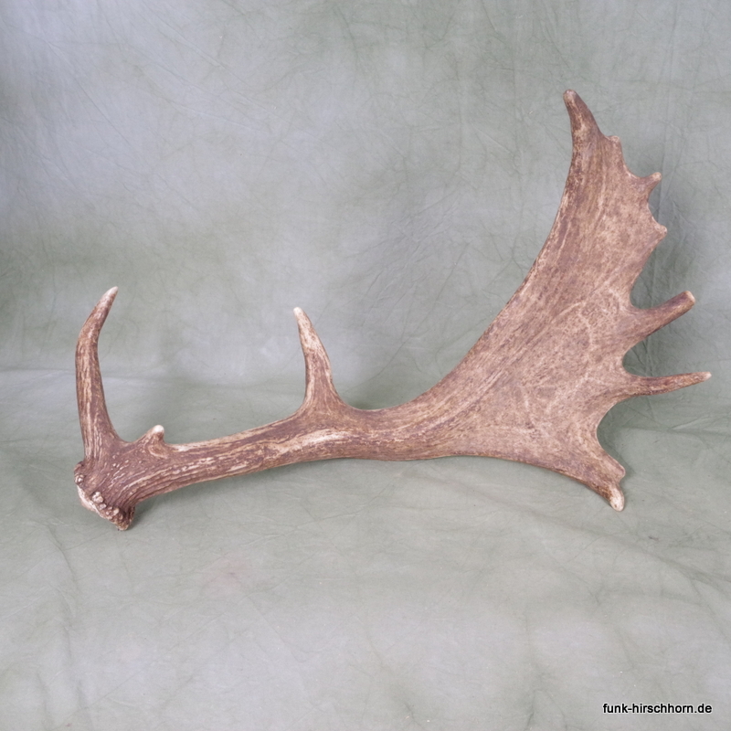 dekorative Damschaufel