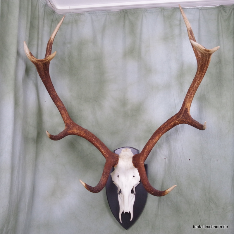 dekoratives Hirschgeweih 10-Ender