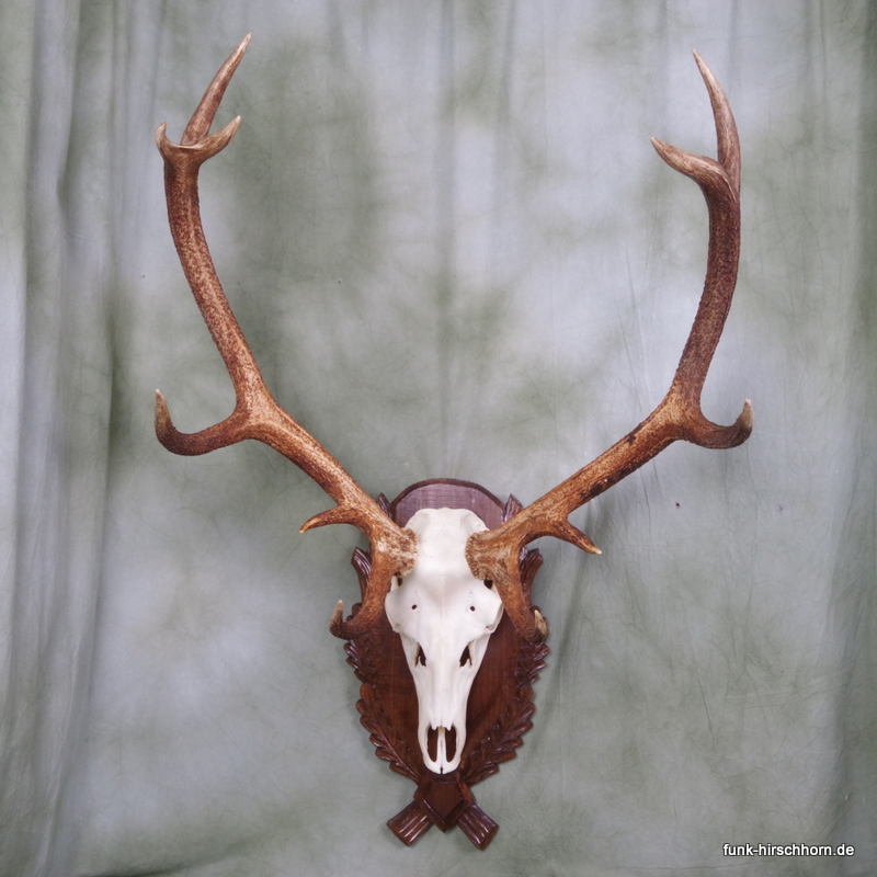 dekoratives Hirschgeweih 12-Ender