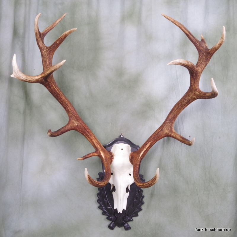dekoratives Hirschgeweih 16-Ender