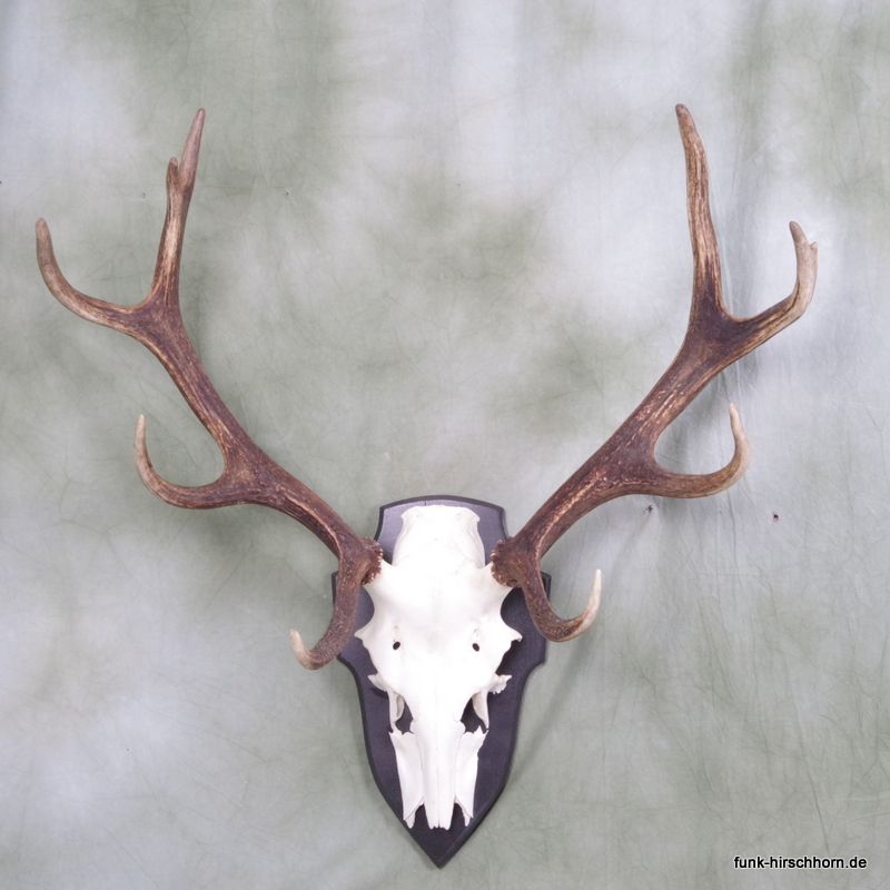 dekoratives Hirschgeweih 10-Ender