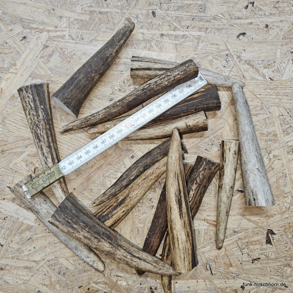 ausgesuchte Hirschhornspitze 9-15cm