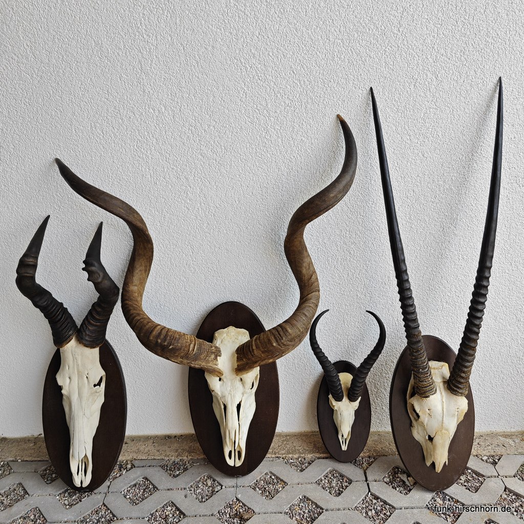 Trophäensammlung "Afrika"