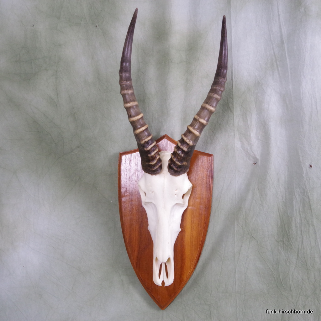 Blessbock Antilope Trophäe