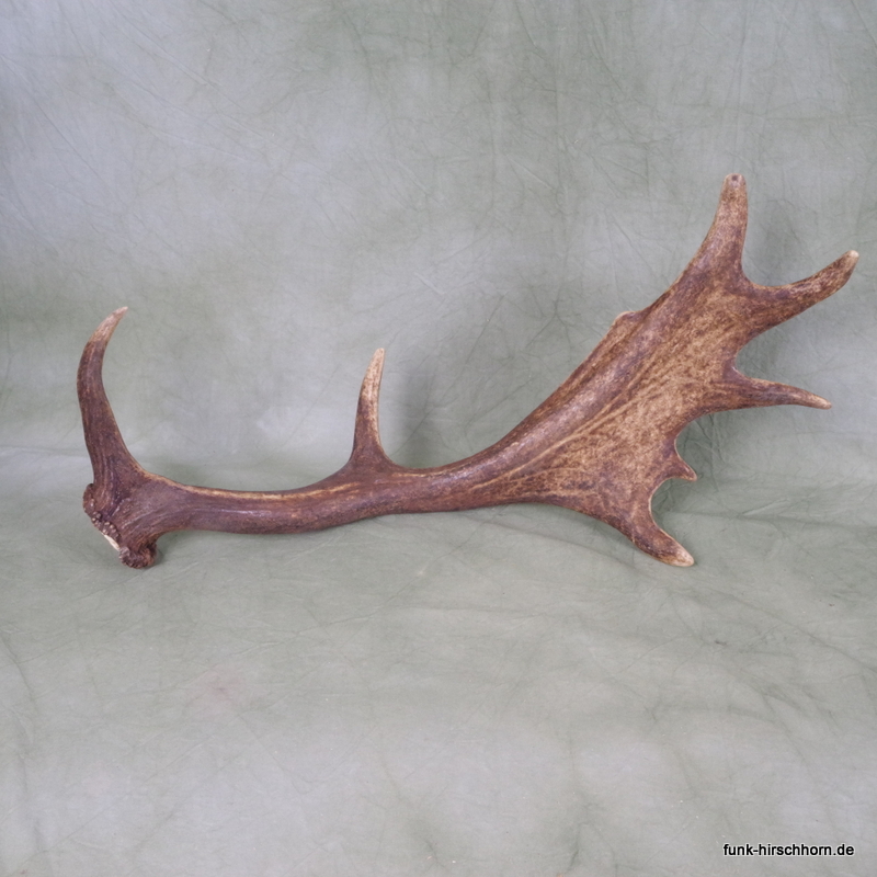 dekorative Damschaufel