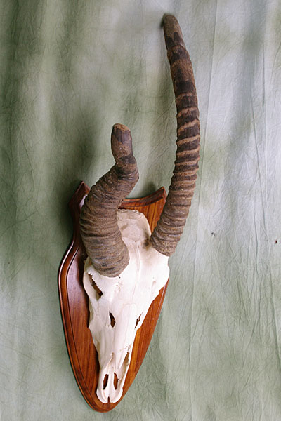 abnorme Oryx