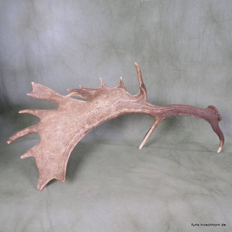 dekorative Damschaufel