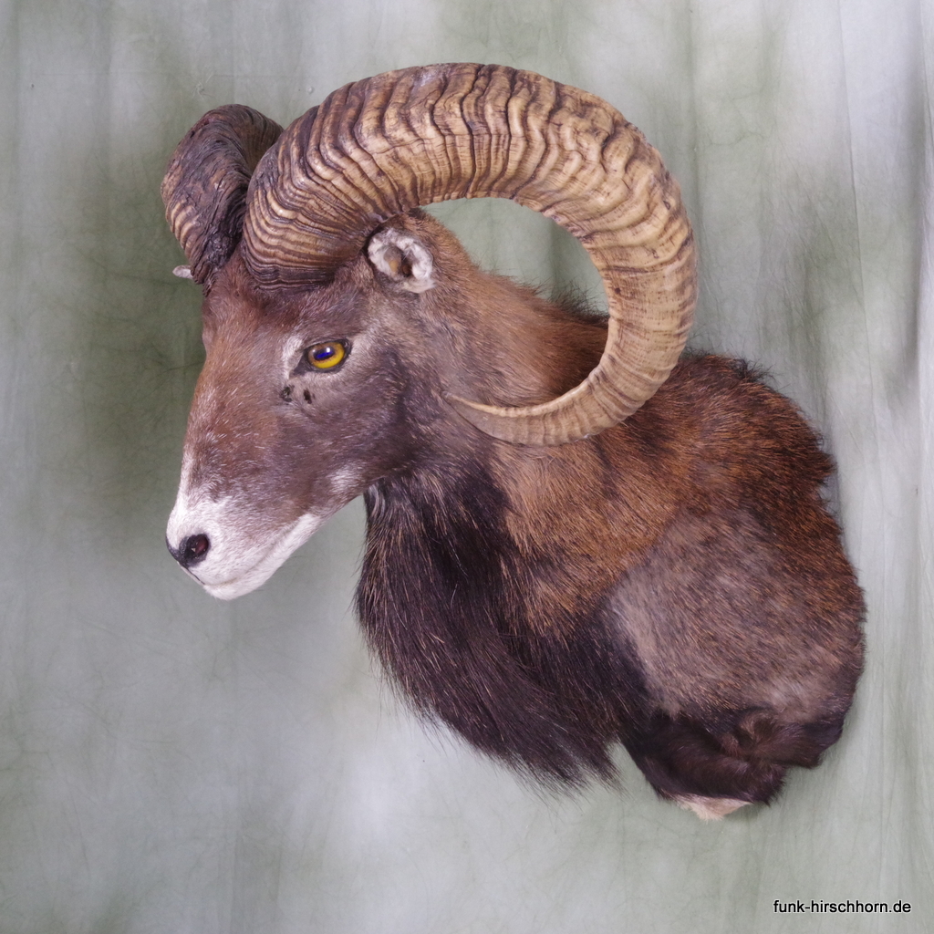 kapitaler Mufflon - Widder