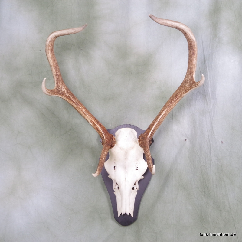 dekoratives Hirschgeweih 6-Ender