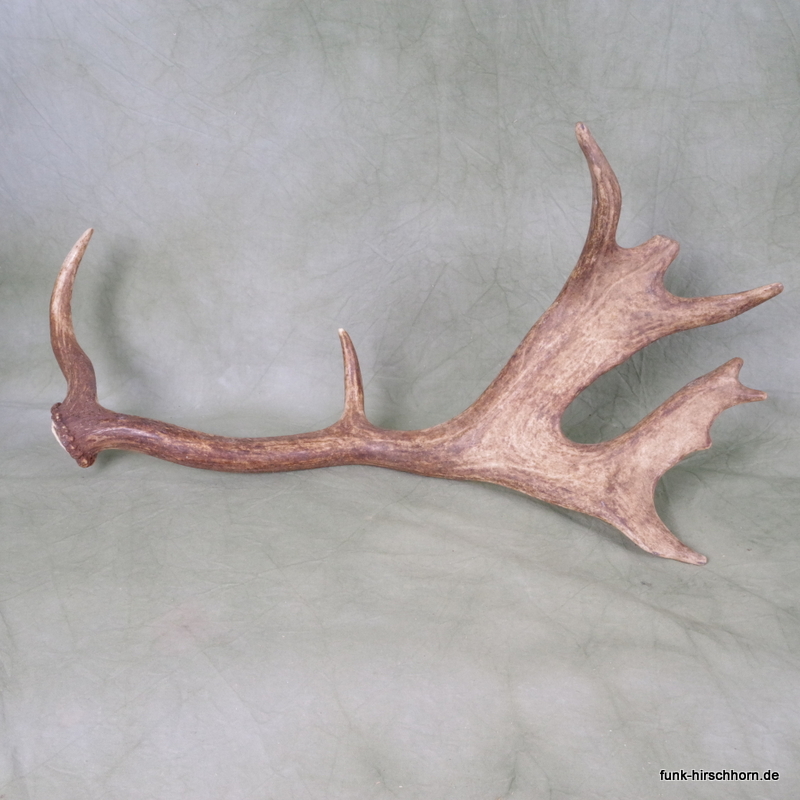 dekorative Damschaufel