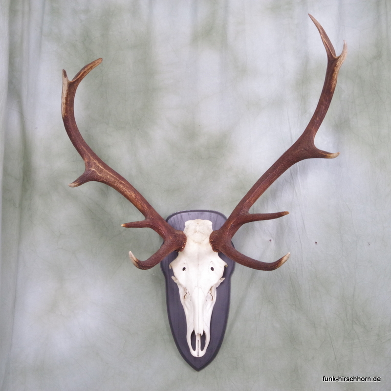 dekoratives Hirschgeweih 12-Ender
