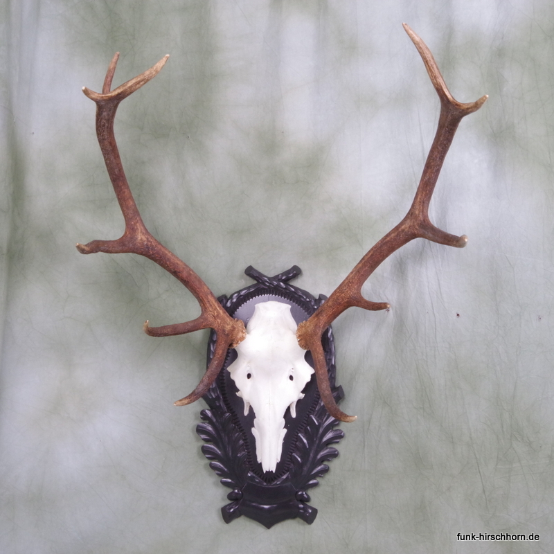 dekoratives Hirschgeweih 12-Ender