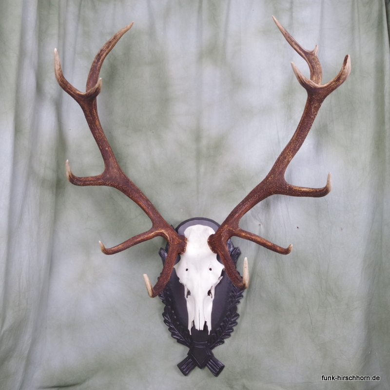 dekoratives Hirschgeweih 12-Ender