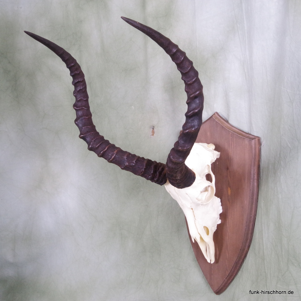 Impala Antilope Trophäe