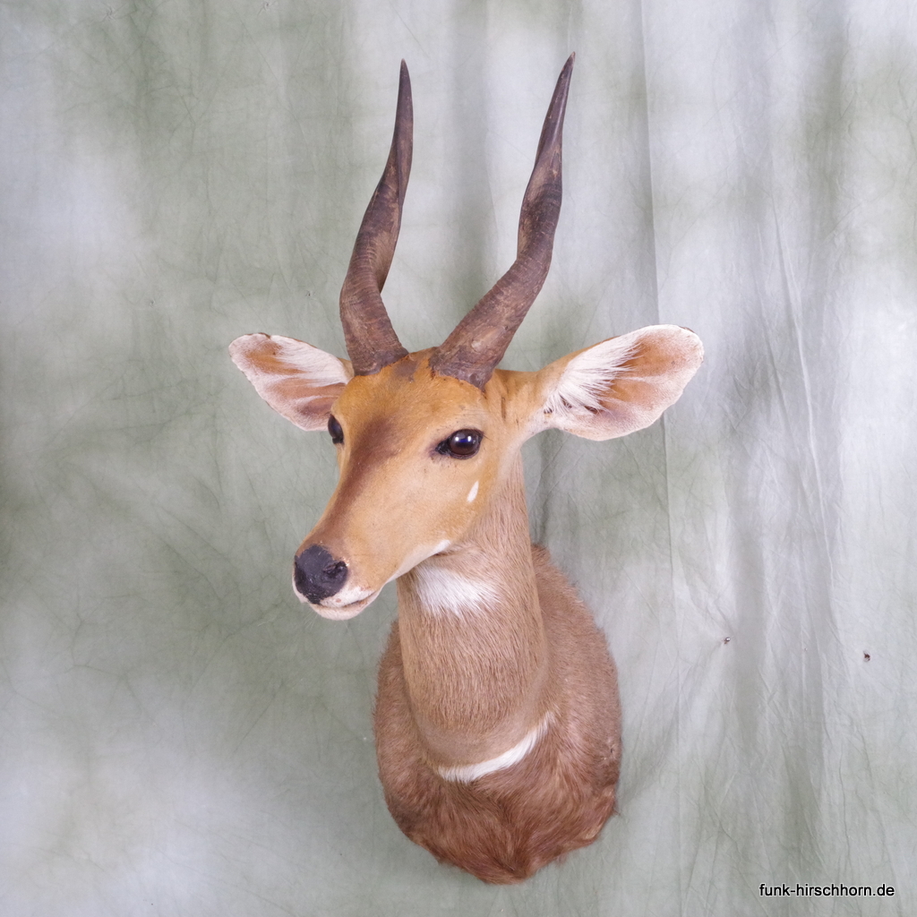Buschbock Antilope Trägerpräparat