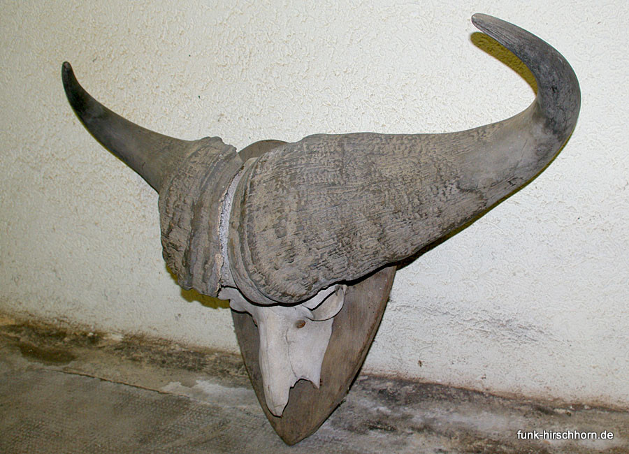 antike Trophäe vom Kaffernbüffel