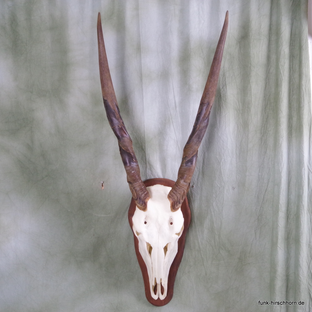 Kapitale Trophäe Eland - Elen-Antilope