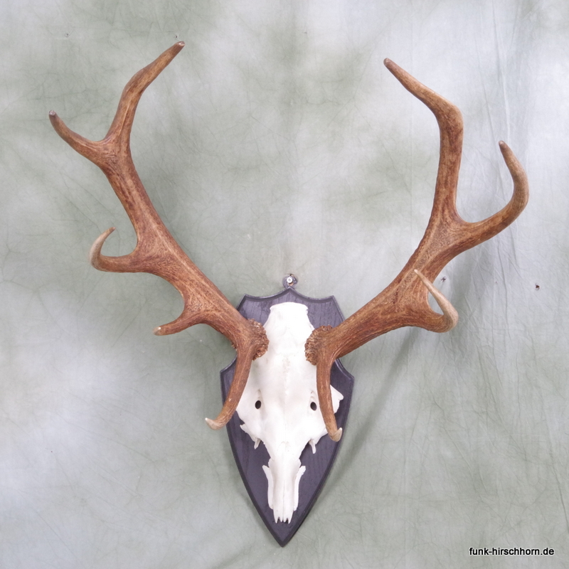 dekoratives Hirschgeweih 10-Ender