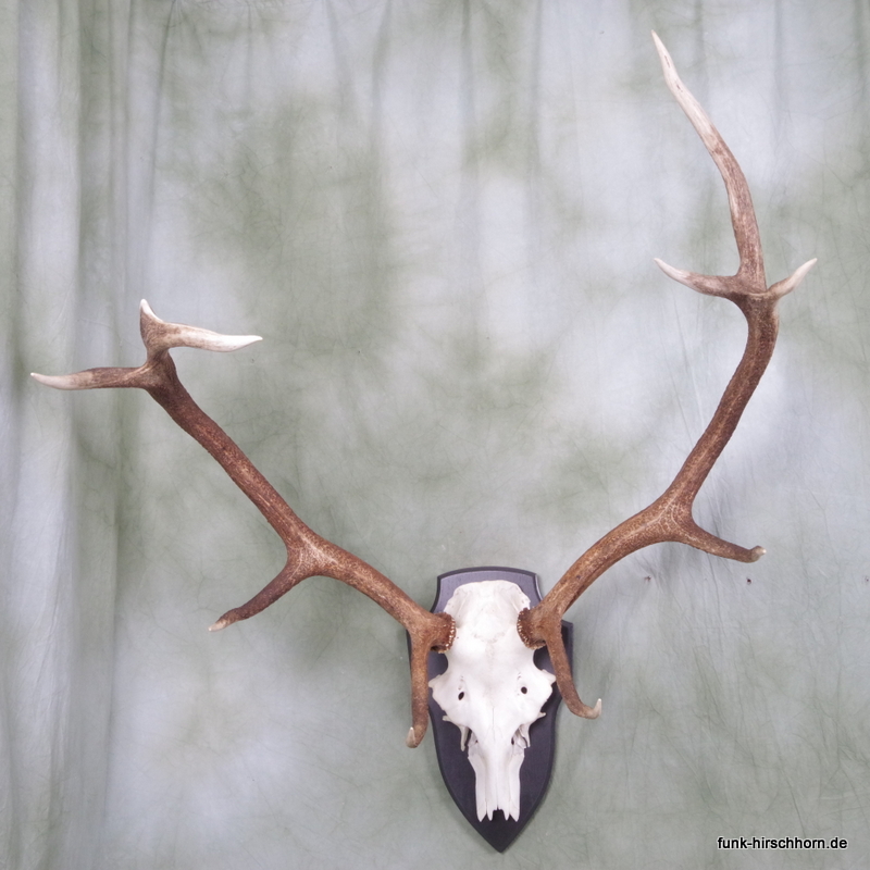 dekoratives Hirschgeweih 10-Ender 