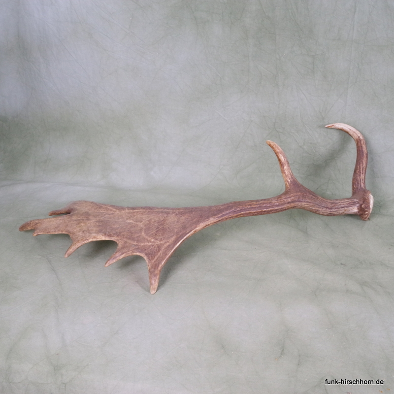 dekorative Damschaufel