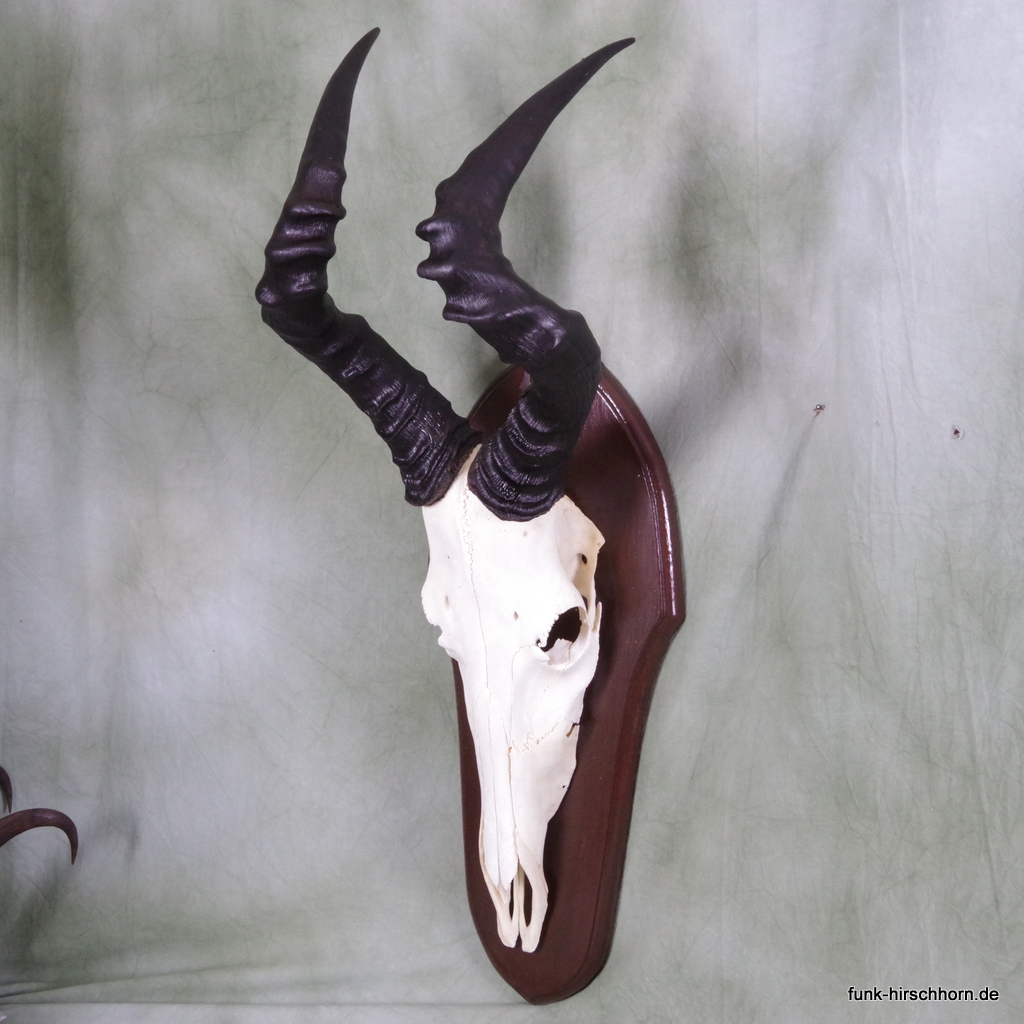 kapitale Kuhantilope Hartebeest