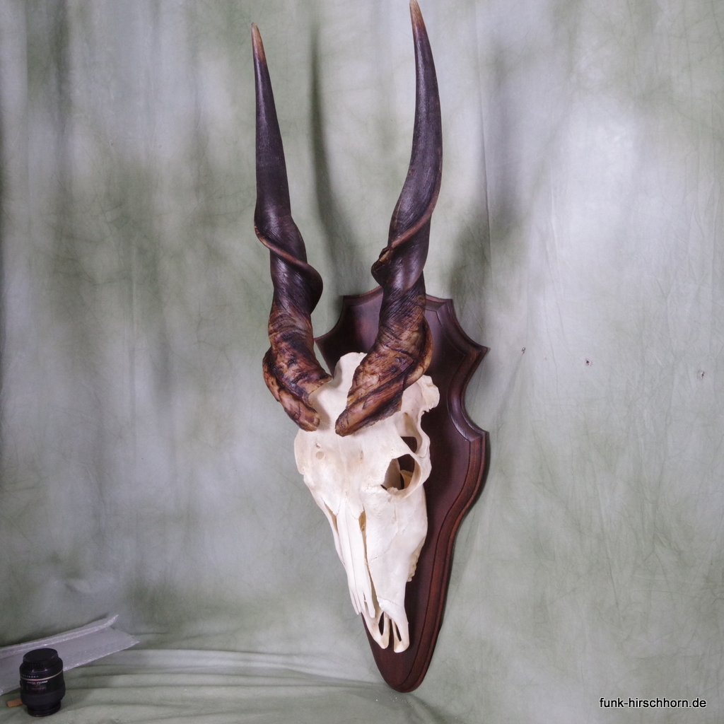 Kapitale Trophäe Eland - Elen-Antilope