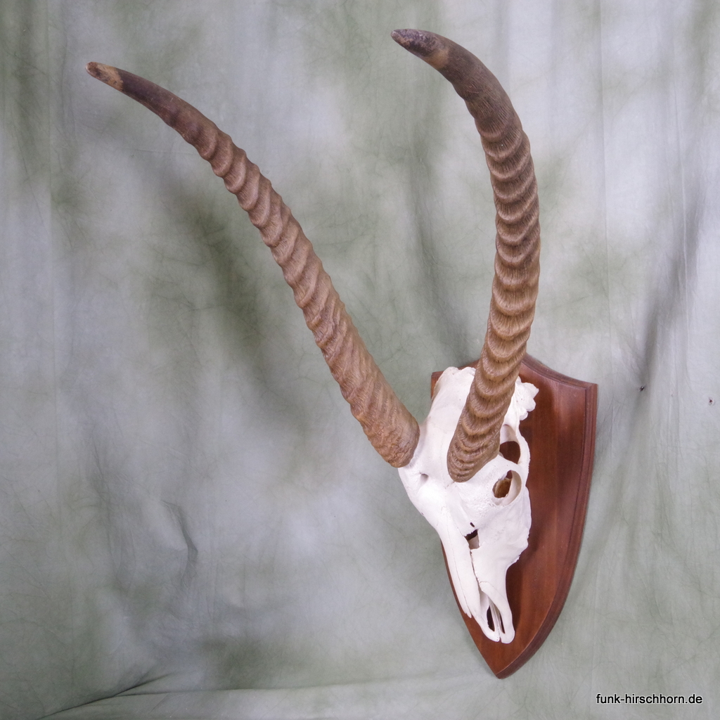 Kapitale Trophäe Wasserbock