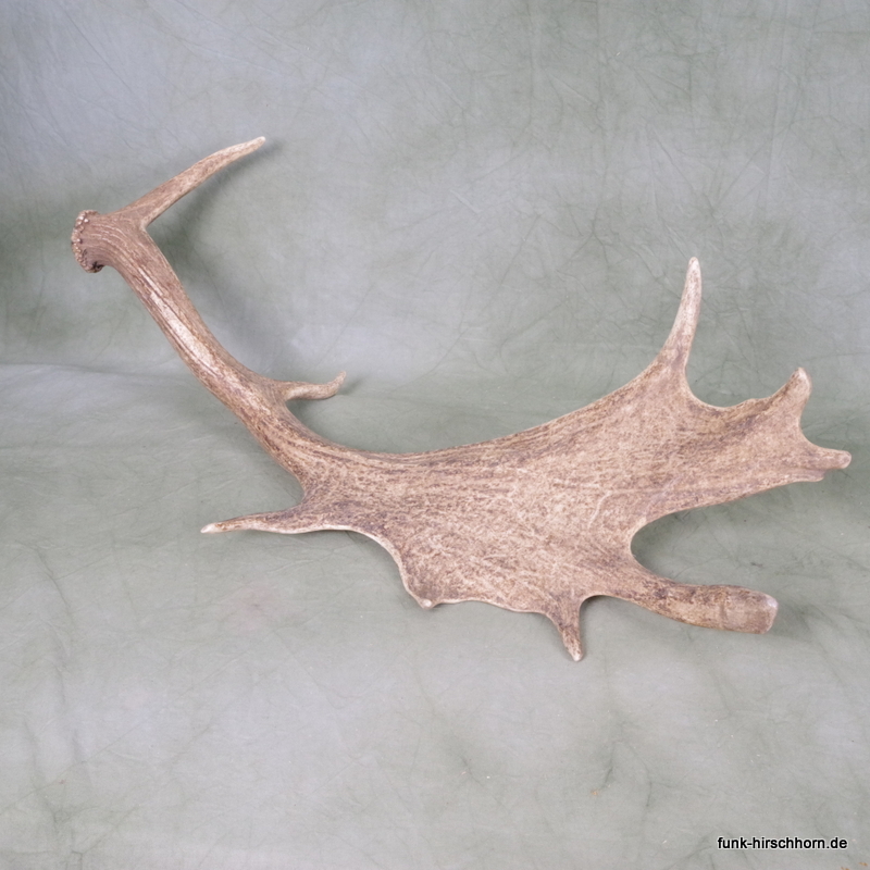 dekorative Damschaufel