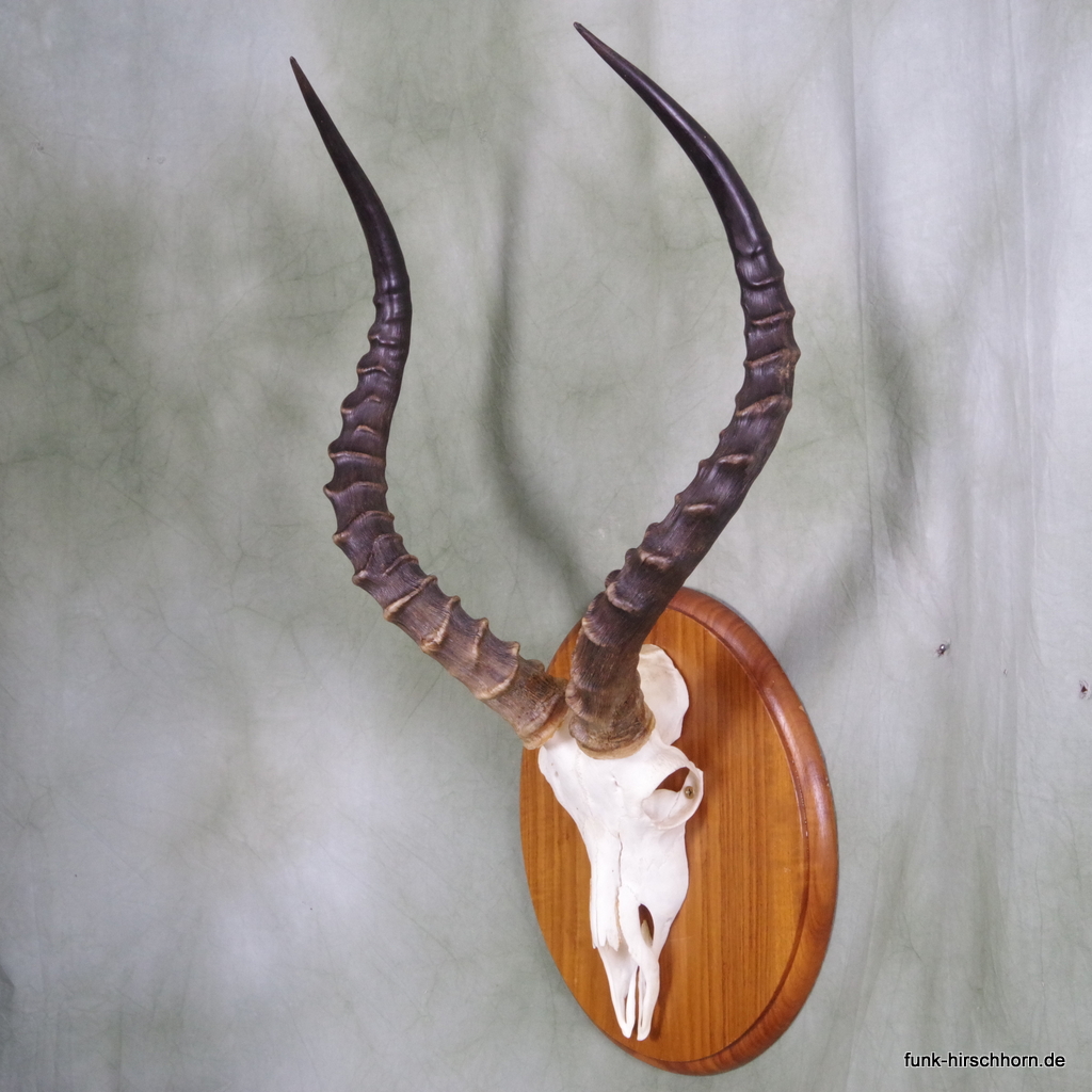 Impala Antilope Trophäe