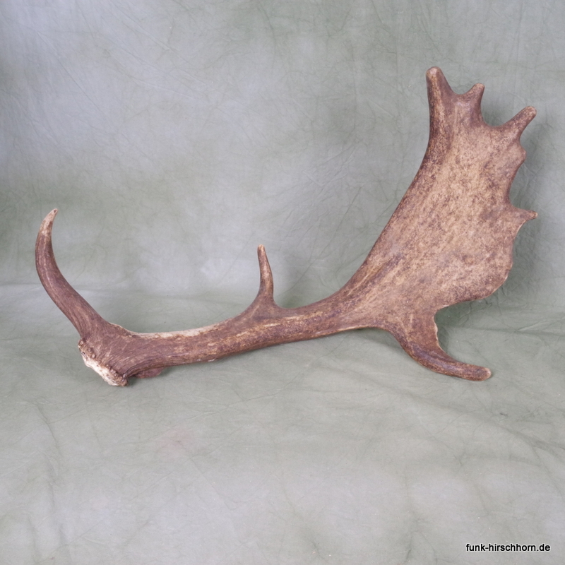 dekorative Damschaufel