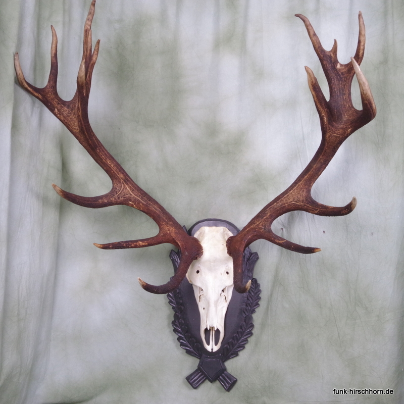dekoratives Hirschgeweih 16-Ender