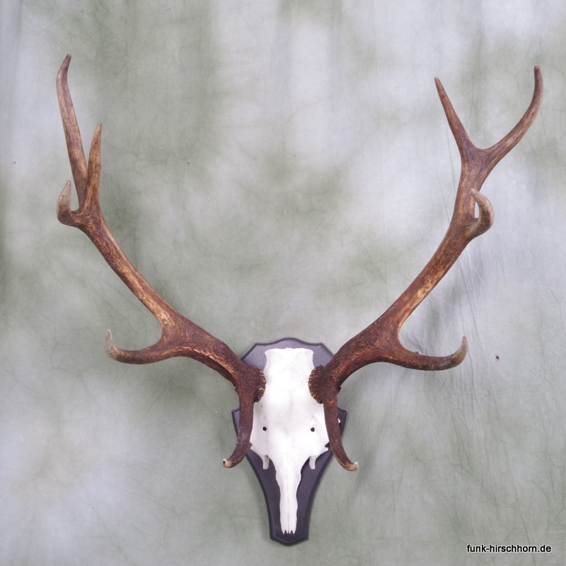 dekoratives Hirschgeweih 10-Ender